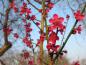 Preview: Die Japanische Zieraprikose Beni Shi Don hat eine auffallende rosa Blüte.