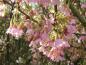 Preview: Zierkirsche Okame - dunkelrosa Blüten