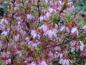 Preview: Die rosa Blüte der Prunus Okame