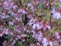 Preview: Die Blütenfülle der Zierkirsche Okame (Prunus Okame)