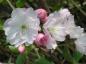 Preview: Rosa Blüten der Bergkirsche