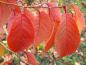Preview: Bergkirsche - die Blätter färben sich im Herbst orangerot.