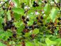 Preview: Der Fruchtschmuck der Amerikanischen Traubenkirsche (Prunus serotina)