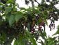Preview: Prunus serotina ist ein gutes Vogelnährgehölz.