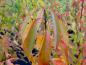 Preview: Gelbe Herbstfärbung bei der Spätblühenden Traubenkirsche
