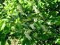 Preview: Die weiße Blüte der Amerikanischen Traubenkirsche