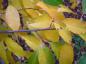 Preview: Gelbes Herbstlaub der Prunus serotina