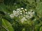 Preview: Weiße Blüte von Prunus serotina