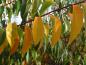Preview: Prunus serotina im gelben Herbstkleid
