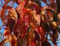 Preview: Rote Herbstfärbung der Säulenkirsche