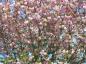 Preview: Japanische Nelkenkirsche - rosa Blütenmeer