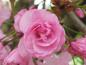 Preview: Hübsche gefüllte Blüte der Japanischen Nelkenkirsche