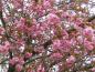 Preview: Japanische Nelkenkirsche: Reiche Blüte im Mai