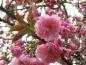 Preview: Japanische Nelkenkirsche - bronzefarbener Austrieb und rosa Blüten