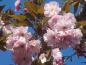 Preview: Rosa Blüte bei Prunus serrulta Kanzan im Mai