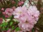 Preview: Japanische Blütenkirsche - halbgefüllte Blüten