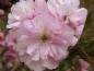 Preview: Nahaufnahme der rosa Blüte der Japanischen Blütenkirsche
