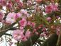 Preview: Rosablühende Japanische Blütenkirsche