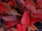 Preview: Interessante Herbstfärbung bei Prunus serrulata Royal Burgundy