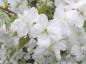 Preview: Tai-Haku-Kirsche mit weißen Blüten