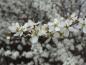 Preview: Prunus spinosa
