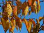 Preview: Gelbe Herbstfärbung bei der Frühen Zierkirsche Accolade