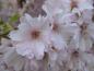 Preview: Rosa Blüten der Frühlingskirsche Accolade