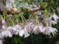 Preview: Blüte Prunus subhirtella Autumnalis Rosea