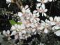 Preview: Weiße Blüten der Filzkirsche