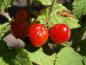 Preview: Prunus tomentosa - kleine, rote Kirschen