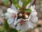 Preview: Weiße Blüten von Prunus tomentosa
