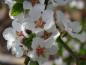 Preview: Prunus tomentosa blüht im April reichlich.