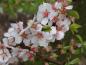 Preview: Nahaufnahme von den weißen Blüten der Filzkirsche