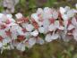 Preview: Details der weißen Blüten von Prunus tomentosa