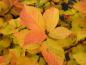 Preview: Schöne gelb-orange Herbstfärbung der Filzkirsche