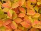 Preview: Prunus tomentosa - leuchtend gelb-oranges Herbstlaub