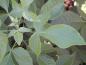 Preview: Dreilappiges Blatt des Hopfenstrauchs (Ptelea trifoliata)