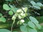 Preview: Die Früchte des Ptelea trifoliata sind als flache Nuß in den Fruchtblättern eingewachsen