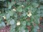Preview: Blätter und Früchte des Hopfenstrauchs (Ptelea trifoliata)