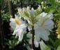 Preview: Großblumige Azalee weiß blühend, Azaleen verkaufen wir nur nach Farbe, daher ist das Foto nur beispielhaft
