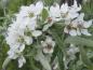 Preview: Pyrus salicifolia Pendula - Weiße Blüten
