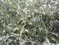 Preview: Die Weidenblättrige Birne (Pyrus salicifolia Pendula) mit typischen Früchten