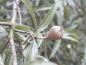 Preview: Pyrus salicifolia Pendula - kleine Frucht