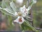 Preview: Weiße Blüte der Weidenblättrige Birne