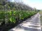 Preview: Pyrus salicifolia Pendula als Hochstamm mit ca. 200 cm Stamm im Quartier