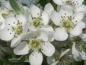 Preview: Weiße Blüten im Detail: Weidenblättrige Birne