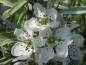 Preview: Pyrus salicifolia Pendula mit weißenBlüten