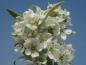 Preview: Weiße Blütenpracht bei Pyrus salicifolia Pendula