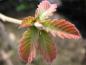 Preview: Austrieb im Mai bei Quercus dentata