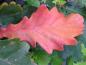 Preview: Quercus dentata: Beginnende Herbstfärbung  im Oktober